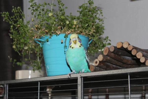 Wellensittich-Bild: Matilda hat sich inzwischen gut eingelebt und versteht sich mit ihren neuen Freunden prima. Außerdem liebt sie Vogelmiere und vernichtet diese fleißig!