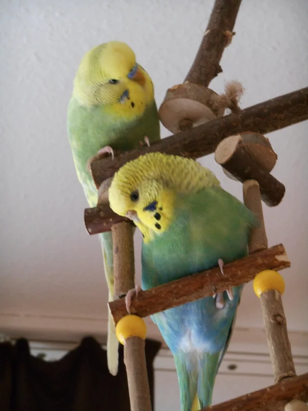 Wellensittich-Bild: Jack und Holly