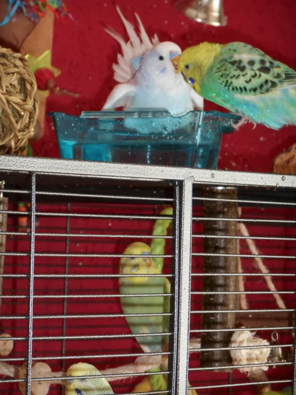 Wellensittich-Bild: Nino und Holly baden, während Jack und Blue alles genau von unten beobachten :-)