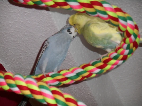 Wellensittich-Bild: Flora und Jack geben sich ein Küsschen, oder zwei, oder drei...
