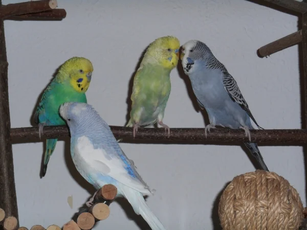 Wellensittich-Bild: Leider wollten Blue und Rocky nicht mit aufs Bild. Holly, Nino, Jack und Flora scheint der Platz aber zu gefallen :-)