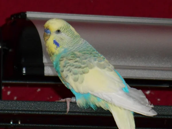 Wellensittich-Bild: Hier ist Blue gerade auf das Dach der Voliere geklettert