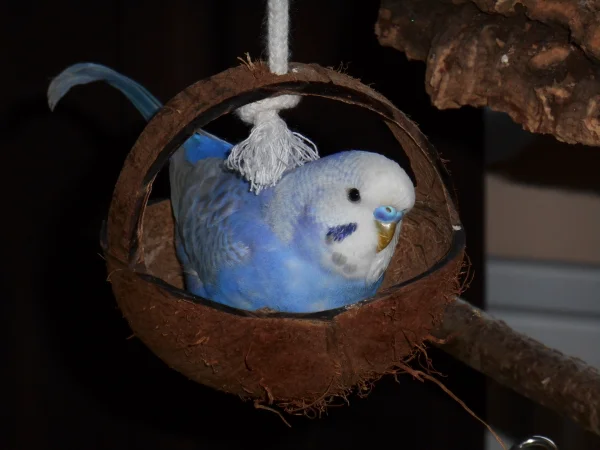 Wellensittich-Bild: Mein Rocky in seiner Kokosnuss - hier verbringt er sehr viel Zeit :-)