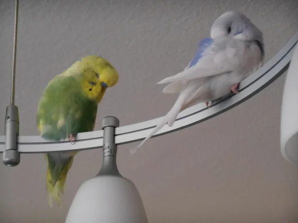 Wellensittich-Bild: Jack und Nino sind soooo müde.