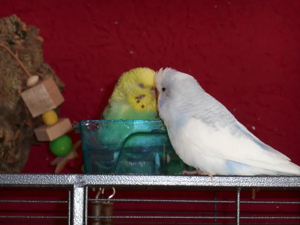Wellensittich-Bild: Holly badet und genießt, während Nino sie anbalzt