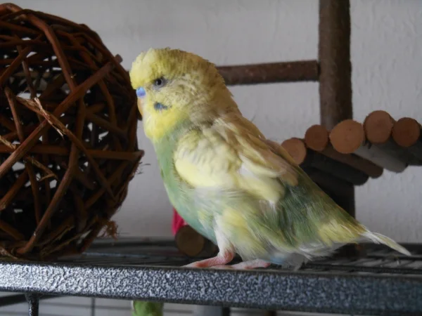 Wellensittich-Bild: Jack sitzt vor seiner reisigen Weidenkugel. Ach wie schön ist Schreddern :-)