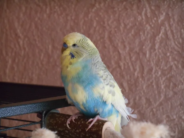 Wellensittich-Bild: Blue ist mein Opa, er ist fast 14 Jahre alt