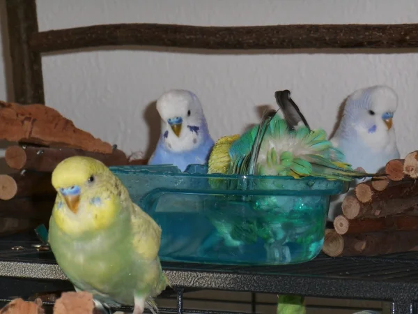 Wellensittich-Bild: Holly badet ausgiebeig, umringt von Jack, Rocky und Nino