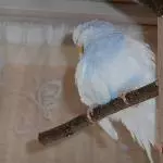 Federbällchen Nino