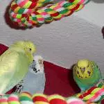 Bunte Wellirunde