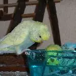Badeente