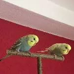 Holly und Jack