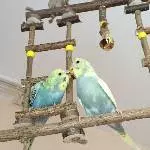 Holly und ihr Jack