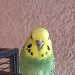 Meine süße Zicke Holly