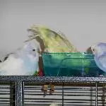 Köpper ins kühle Nass