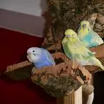 Drei Männer auf dem Vogelbaum