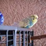 Blue auf Entdeckungstour 1