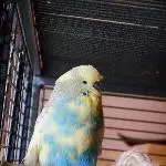 Blue mit Igelköpfchen