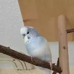 Nino auf dem Vogelbaum