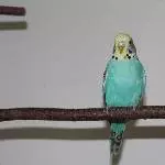 Süße Matilda