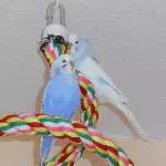 Rocky und Nino