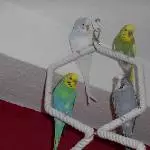 Flauschi Quartett