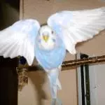 Rocky der Flieger