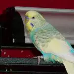 Blue auf Entdeckungstour 2