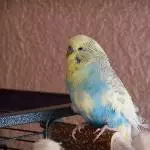 Blue macht Pause