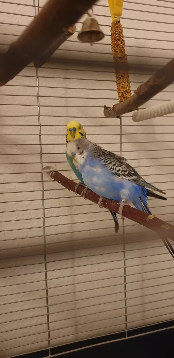 Wellensittich-Bild: Fridolin, mein neuer Freund, kannst du mich mal kraulen? 
