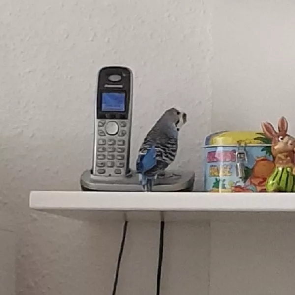 Wellensittich-Bild: Susi hat das Telefon entdeckt. 