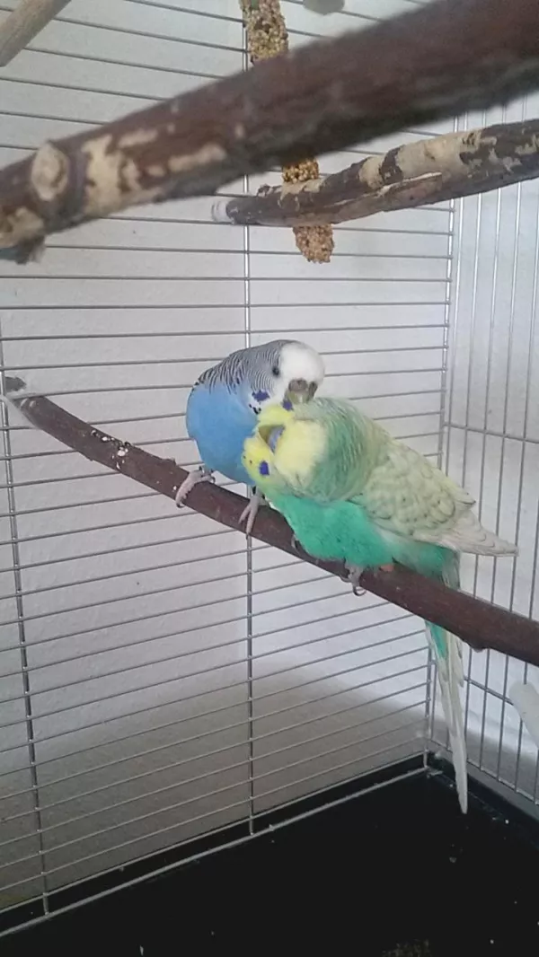 Wellensittich-Bild: Susi macht den Bubi sonntagsfein.