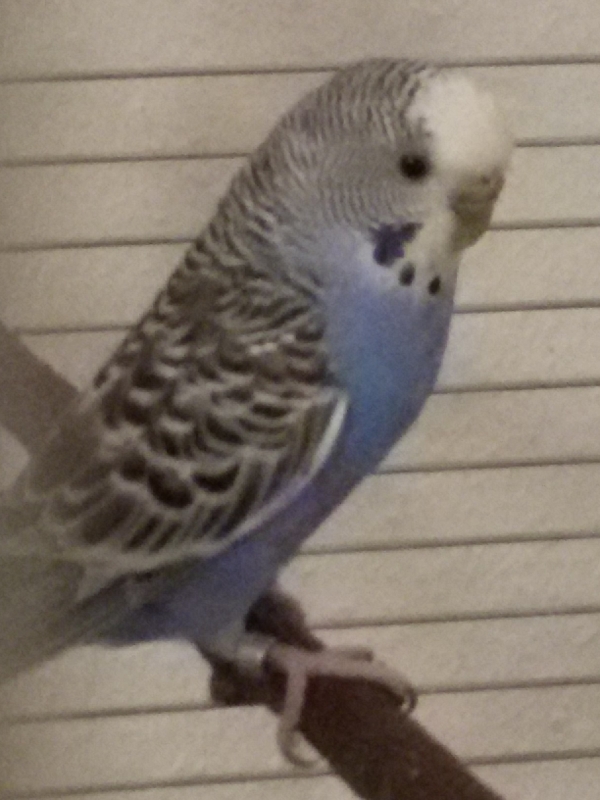 Susi