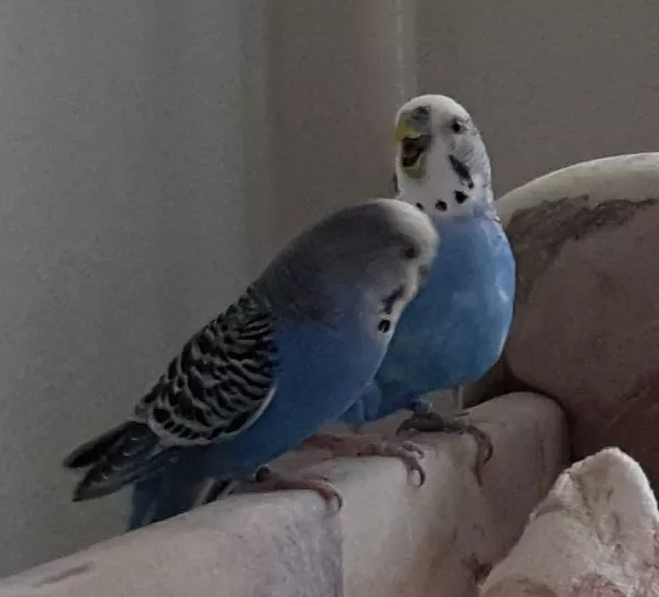 Wellensittich-Bild: Cookie (rechts im Bild) freut sich das die Susi die Hirnhautentzündung überstanden hat und wieder mit rumfliegen kann.