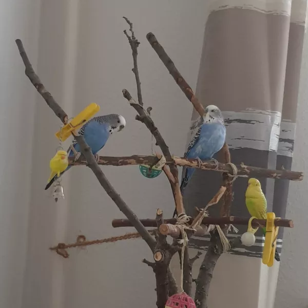Wellensittich-Bild: Meine beiden sind nochmal zu einem kleinen Ausflug am Abend aufgebrochen