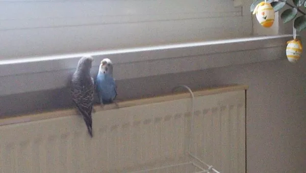 Wellensittich-Bild: Wenn Cookie und Susi kalte Füße haben, geht es auch mal schnell auf die Heizung. Keine Angst es gibt keine Verbrennungen, so heiß ist die nicht. 