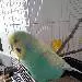 Bubi