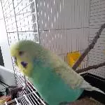 Opa Bubi
