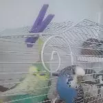 Susi auf Krankenbesuch bei Bubi. 