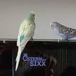 Bubi und Susi