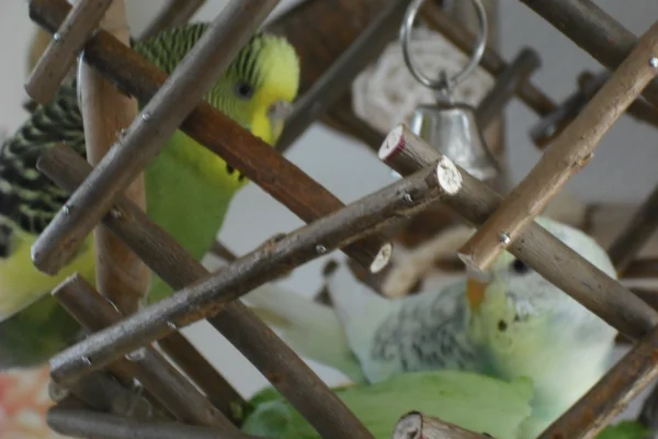 Wellensittich-Bild: Pauline und Püppi: hier findet uns keiner !