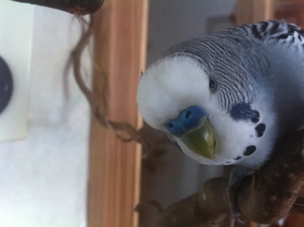 Wellensittich-Bild: Hallo, ich bin der Peter