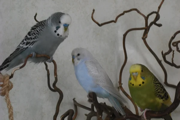 Wellensittich-Bild: Vorsicht....., wir sind drei
