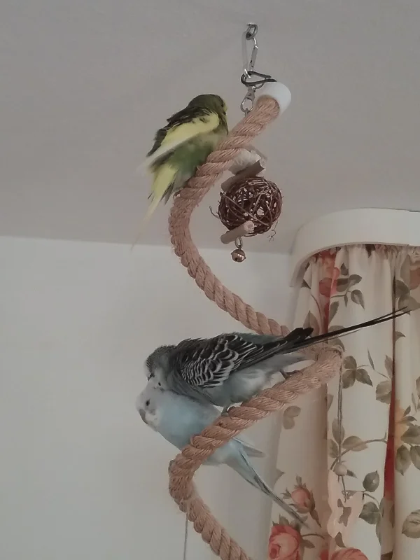 Wellensittich-Bild: jetzt haben wir unseren kleinen Paulchen
