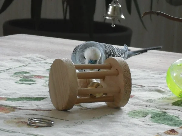 Wellensittich-Bild: Peter bei der Arbeit