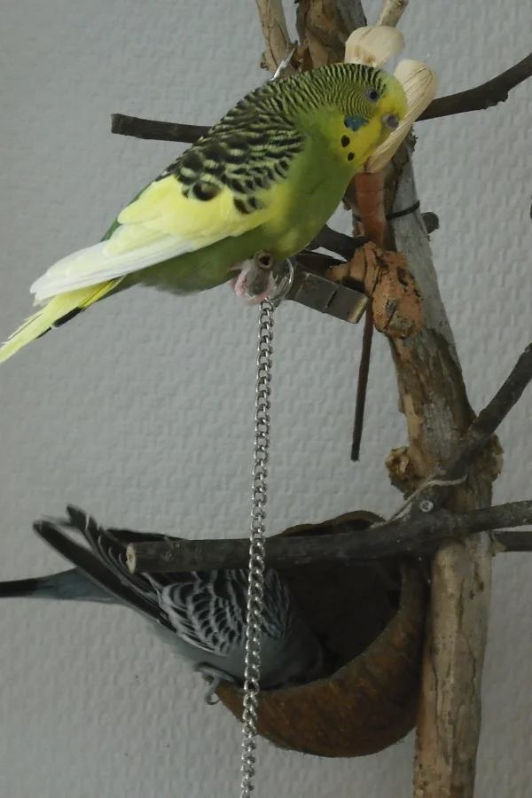 Wellensittich-Bild: Was sucht der Peter in meinem Versteck ?