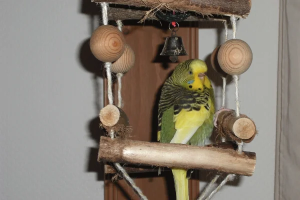 Wellensittich-Bild: Paulinchen mit ihrem Weihnachtsglöckchen