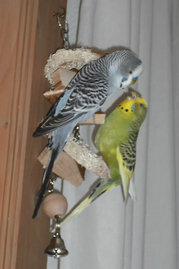 Wellensittich-Bild: Peter denkt alles ist seins !!