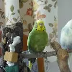 Pauline und ihre neue Freundin
