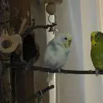 Püppi und Pauline